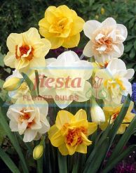 Daffodil Double Mixed